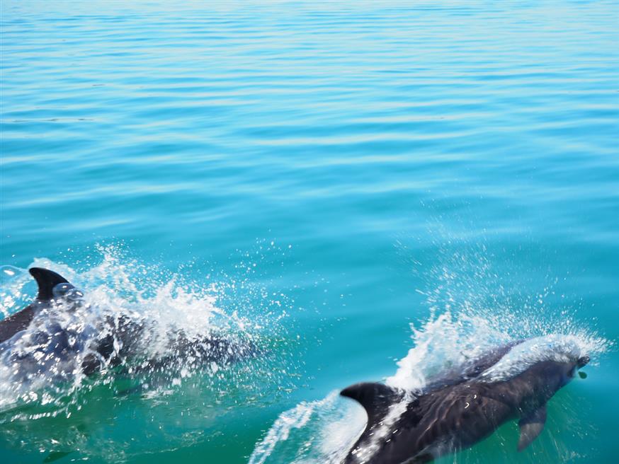 Φωτογραφίζοντας τα χαριτωμένα δελφίνια στα γαλήνια νερά του Αμβρακικού κόλπου (φωτ. Ντέπυ Χιωτοπούλου)