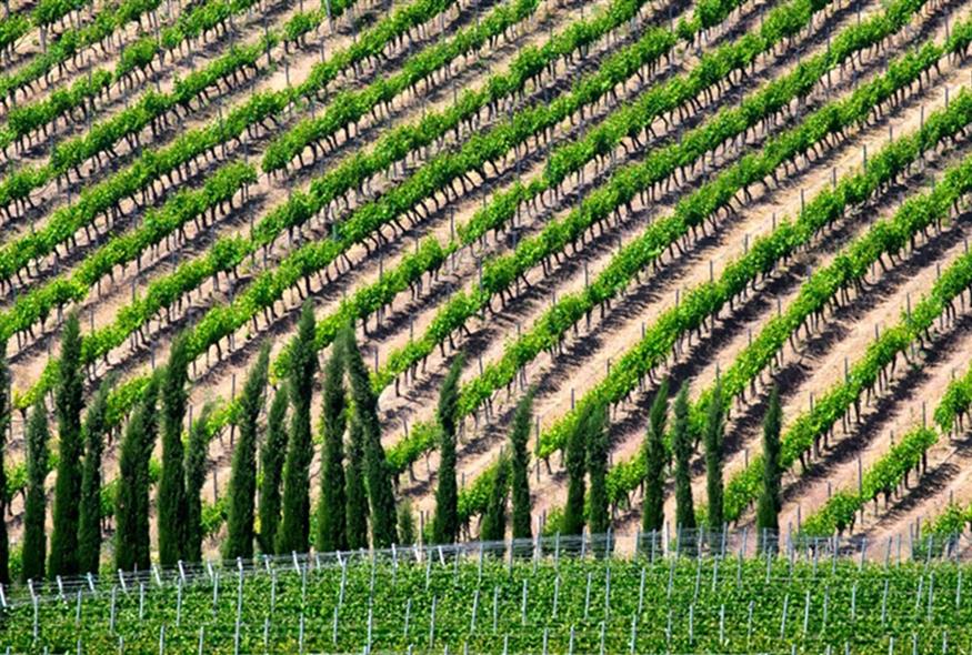 © winemakersofnorthgreece