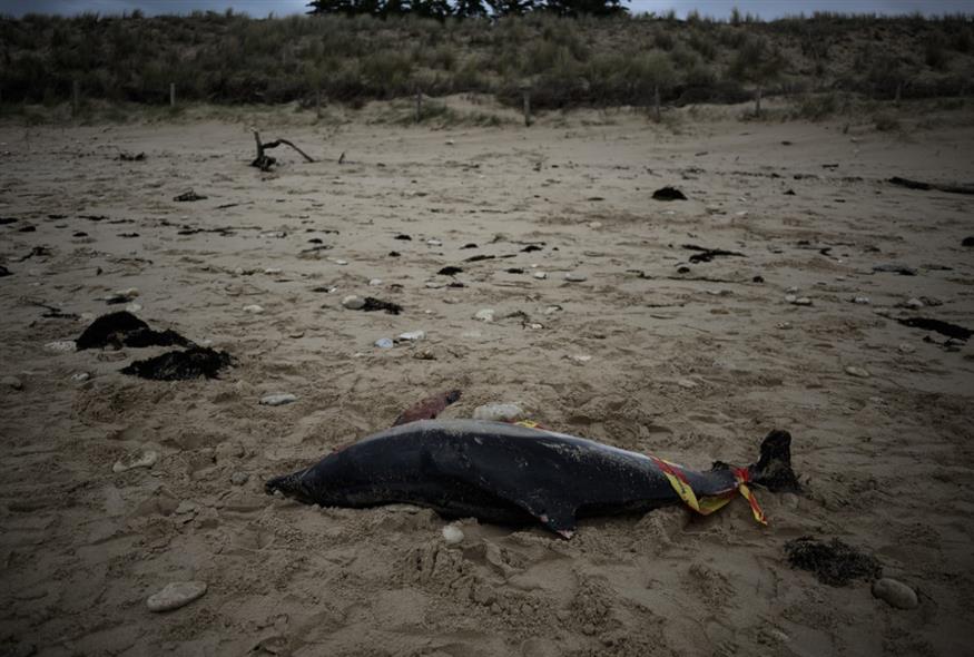νεκρά δελφίνια στις γαλλικές ακτές/ News | ?????/Twitter