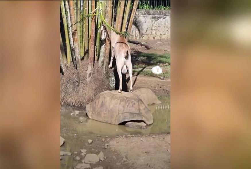 Κατσίκα πάνω σε χελώνα (GLOMEX)