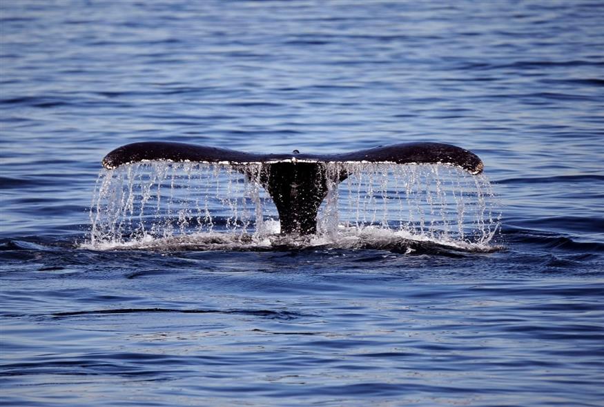 Γαλάζια φάλαινα στη Λονγκ Μπιτς της Καλιφόρνια το 2016 (Nick Ut/AP)