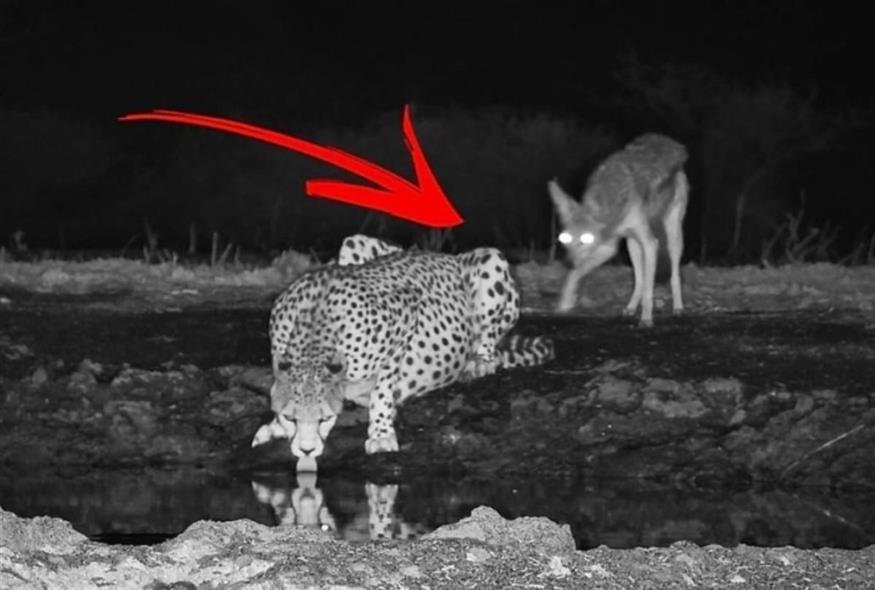 Τσακάλι δαγκώνει τα οπίσθια γατόπαρδου