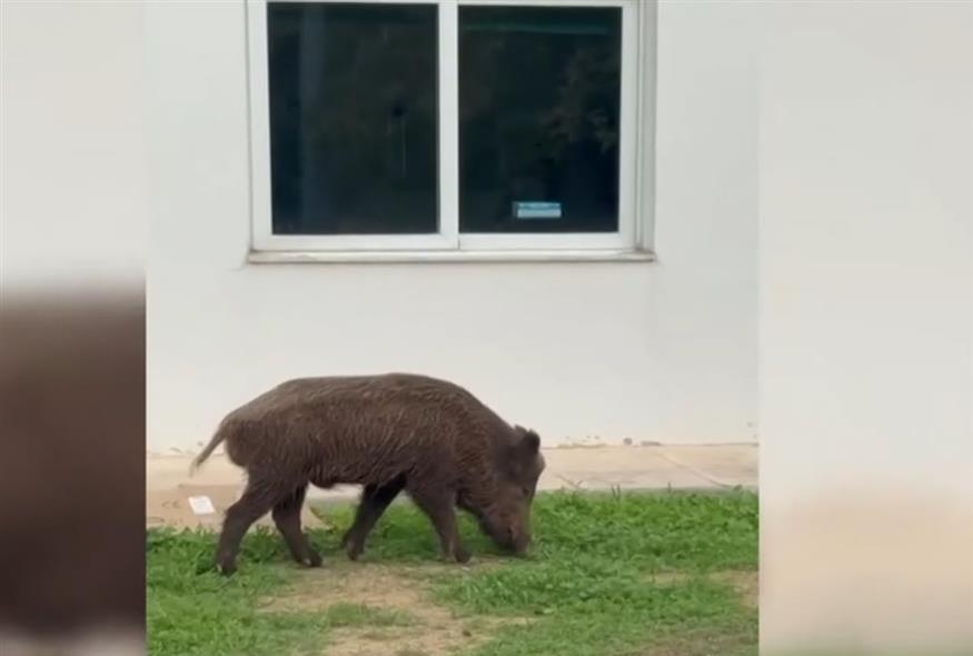 Αγριογούρουνο
