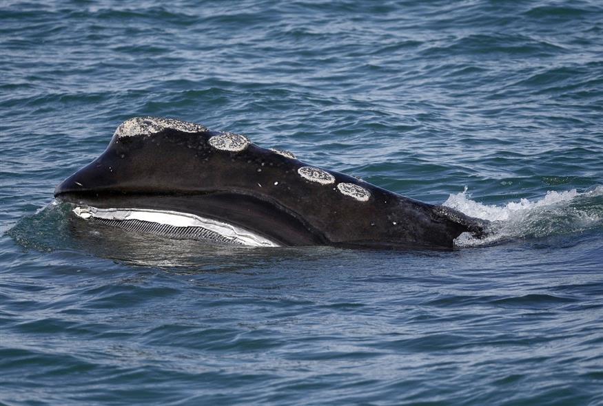 Φάλαινες (φωτογραφία αρχείου/ Associated Press)