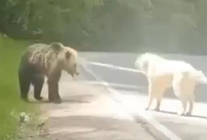 Στιγμιότυπο από τη… μάχη του σκύλου με την αρκούδα/ΕΡΤ-Video caption