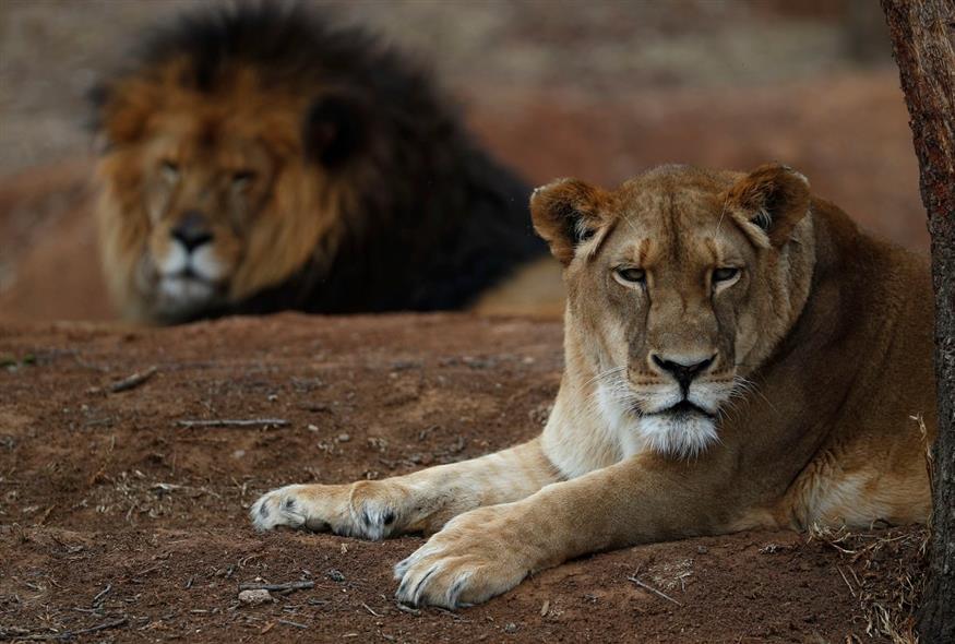 Φωτογραφία αρχείου από λιοντάρια (AP Photo/Rebecca Blackwell)