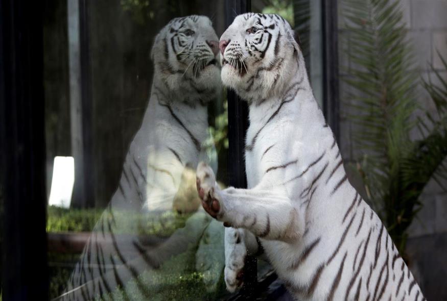 Τίγρης σε ζωολογικό κήπο/Associated Press
