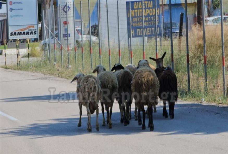 κοπάδι με πρόβατα στην εθνική οδός Λαμίας
