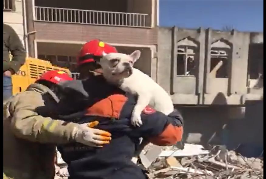 Σκύλος διασώθηκε στο Χατάι 200 ώρες μετά τον σεισμό/Video Capture Michael Barthel/TWITTER