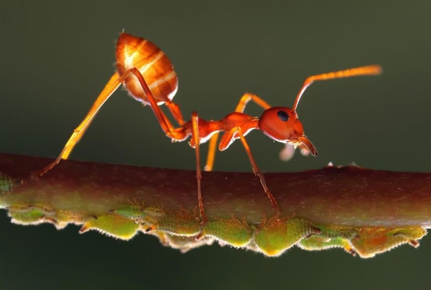 μυρμήγκι/pixabay