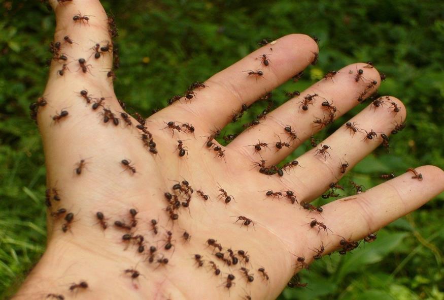 Μυρμήγκια / Pixabay