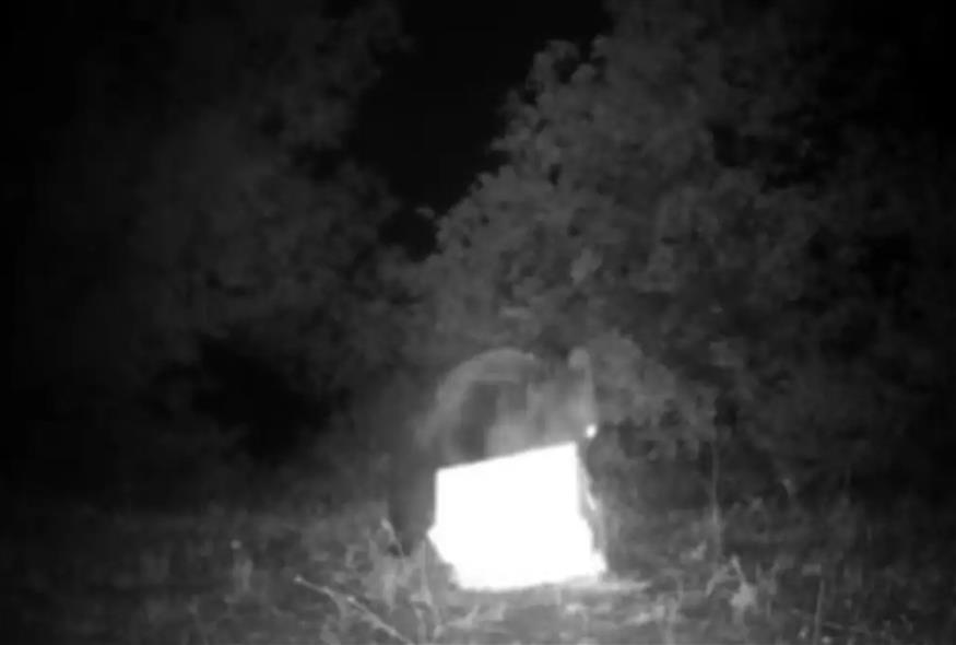 Αρκούδα κλέβει μέλι/glomex