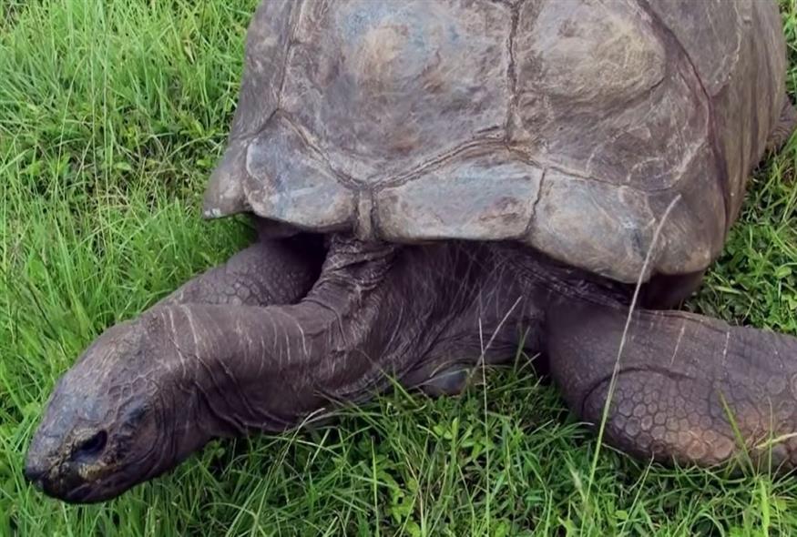 Ο Τζόναθαν η γηραιότερη χελώνα στον κόσμο (Screenshot/Youtube)