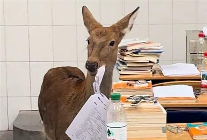 Ελάφι τρώει γραπτά