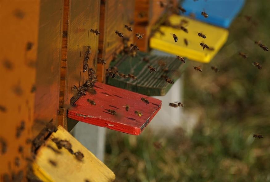 Μέλισσες (PIXABAY)