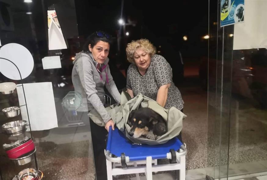 Κτηνίατροι του Δήμου Ωρωπού έσωσαν πολλά σκυλιά