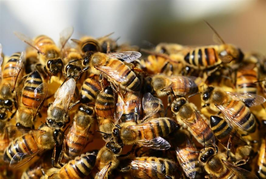 μέλισσες/pixabay