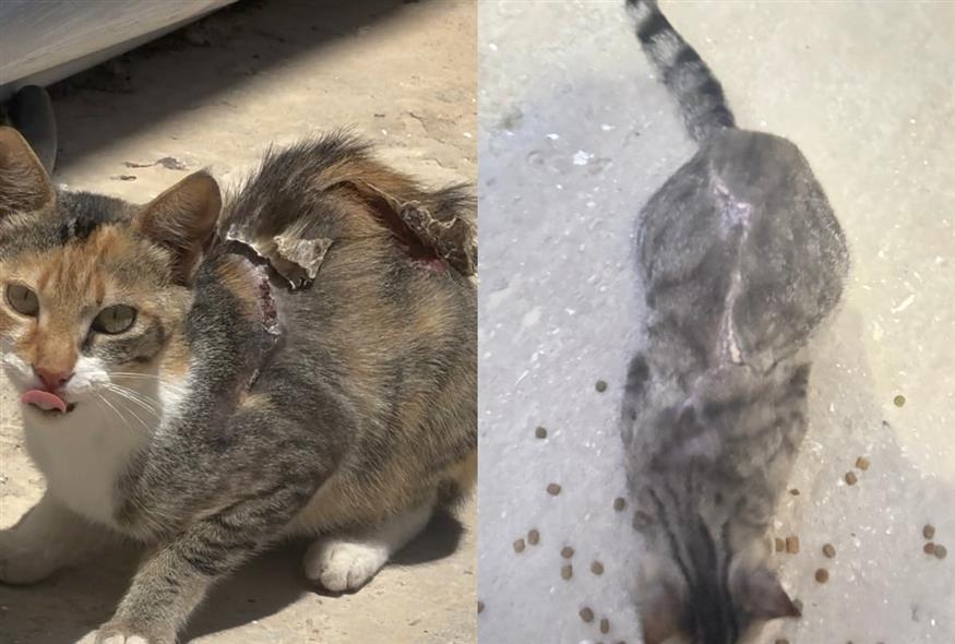 Πάρος - γάτες με εγκαύματα