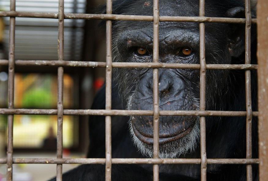 Χιμπατζής σε ζωολογικό κήπο της Ουάσινγκτον (Associated Press)