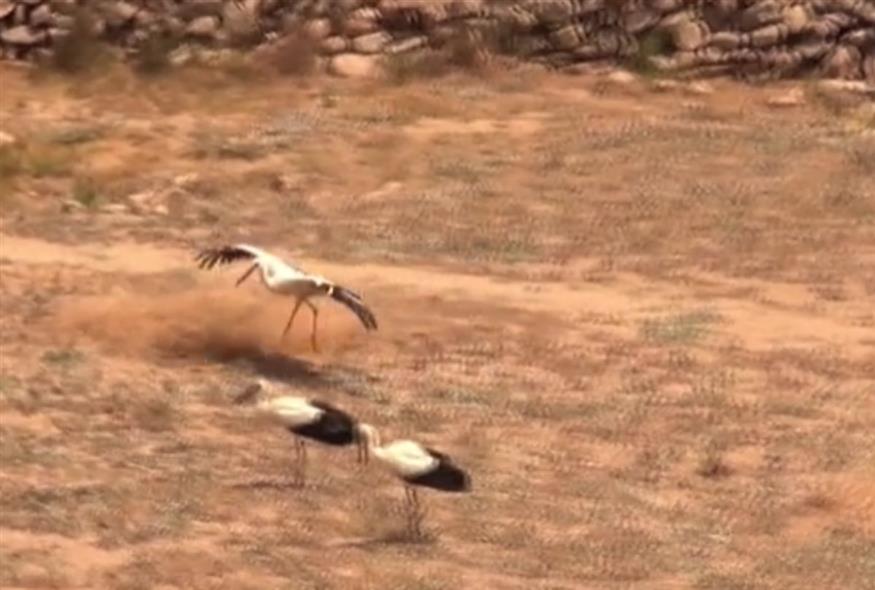 Μύκονος: Τουρίστες έμειναν άφωνοι με σπάνιο θέαμα λευκών πελαργών (mykonos.livetv)