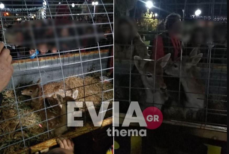 Εικόνες ντροπής στην Εύβοια: Έβαλαν ελαφάκια σε κλουβί (eviathema.gr)