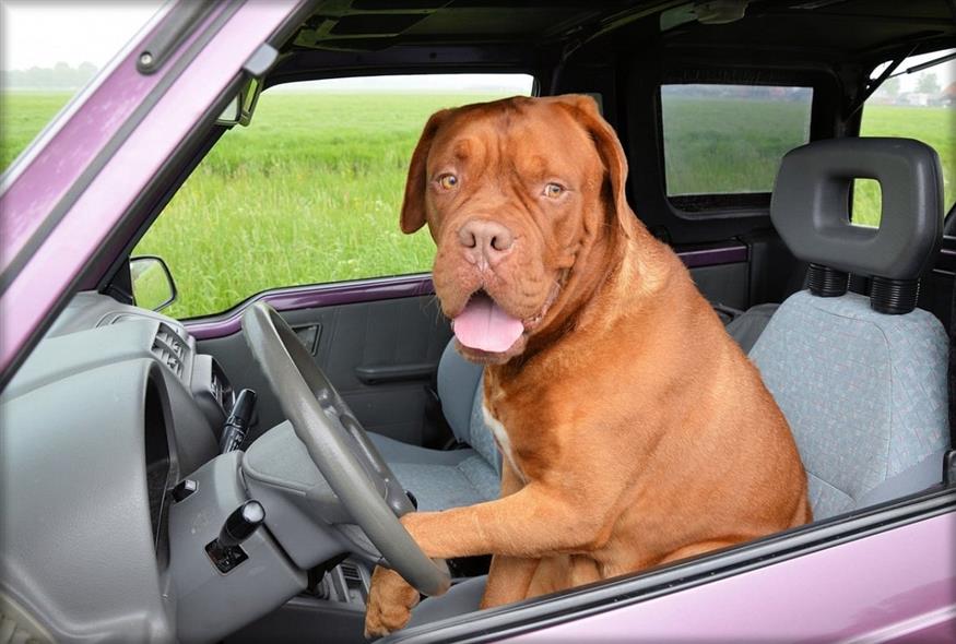 Ένας σκύλος στο τιμόνι (Pixabay)