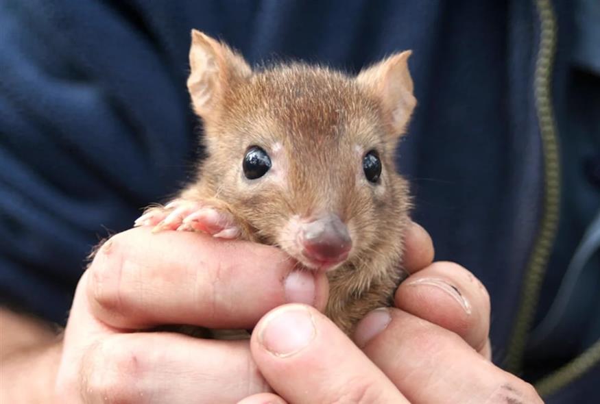 Μπετόνγκ (Sabrina Trocini / WWF-Aus) Μπετόνγκ (Sabrina Trocini / WWF-Aus)