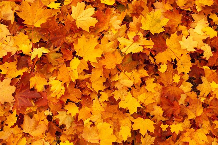 Φθινοπωρινά φύλλα στο έδαφος - ο καμβάς της μελαγχολίας (pixabay)