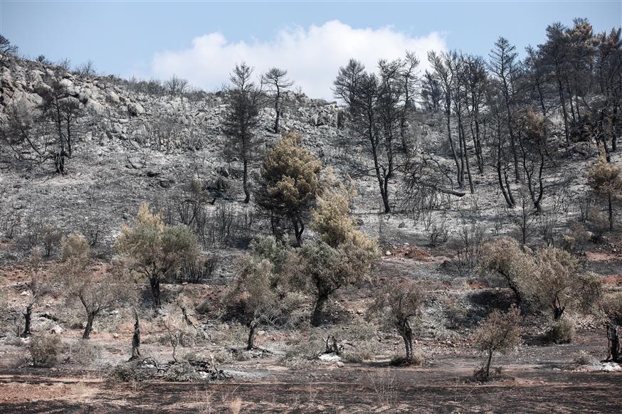 Καταστροφική ήταν η φωτιά στην Εύβοια (copyright: Eurokinissi/Σωτήρης Δημητρόπουλος)