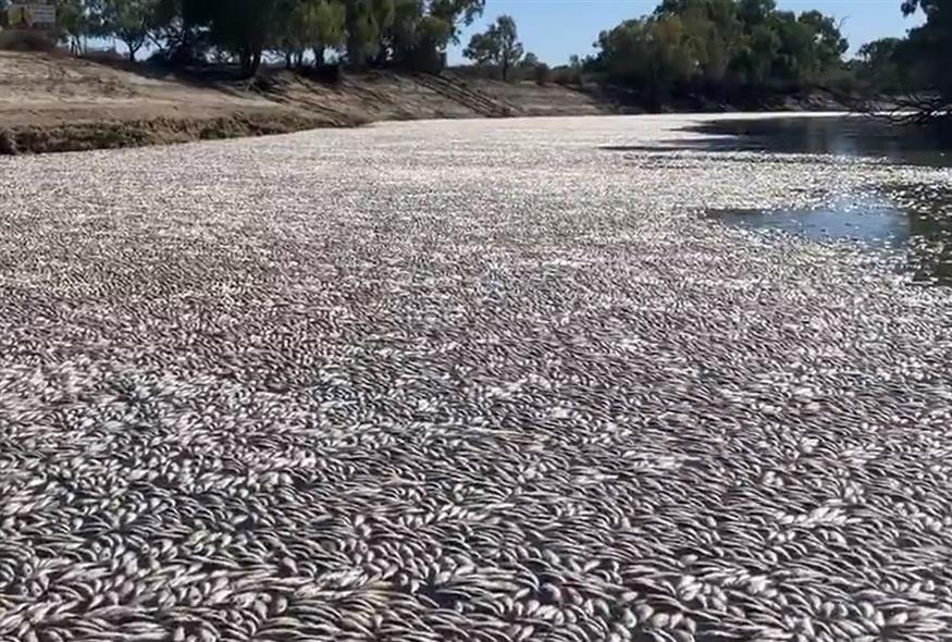 Νεκρά ψάρια στην Αυστραλία (Twitter)