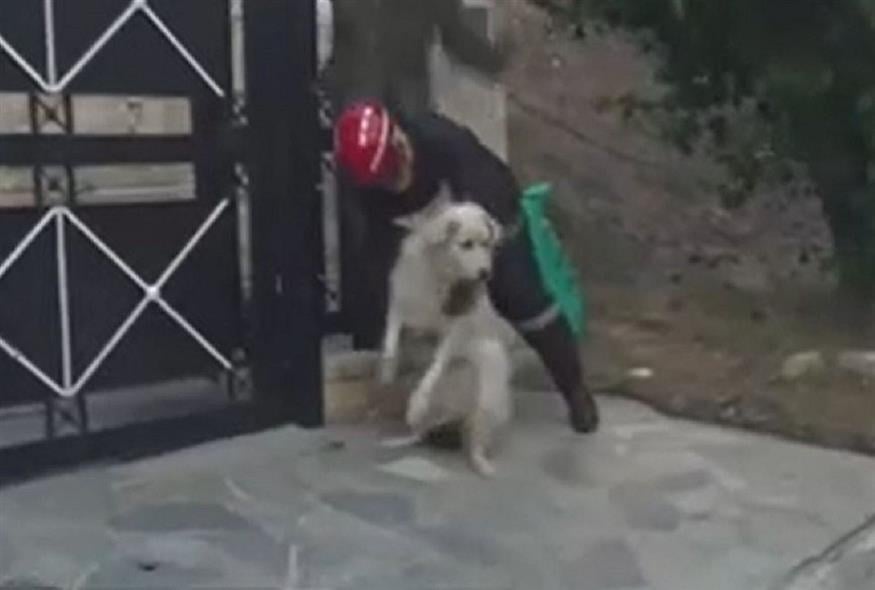 Η συγκινητική στιγμή που εθελοντής σώζει μεγαλόσωμο σκύλο στο Ντράφι (Video Capture)