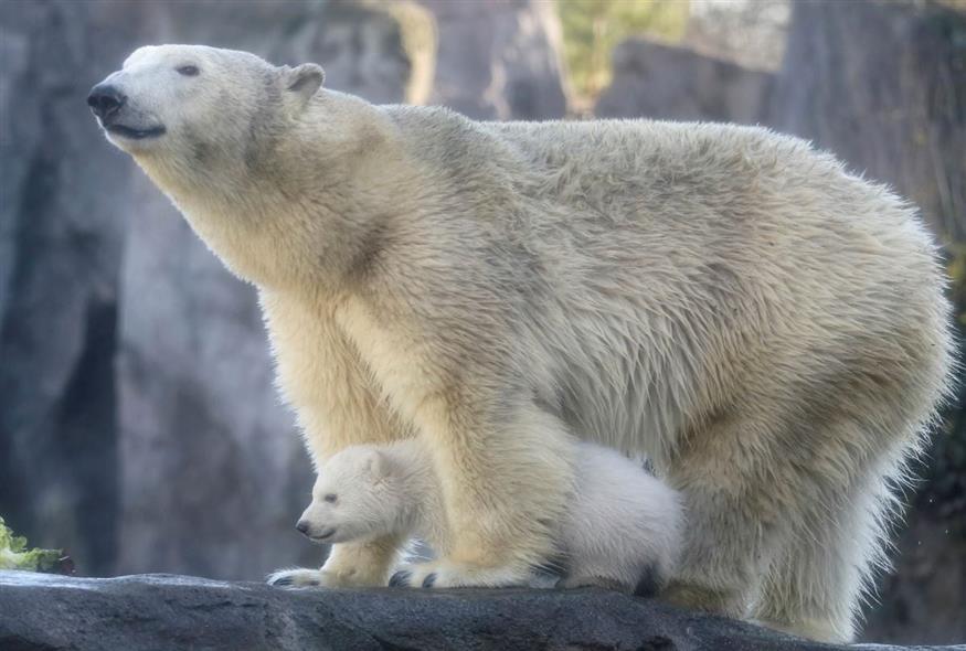 Πολική αρκούδα/AP Photos