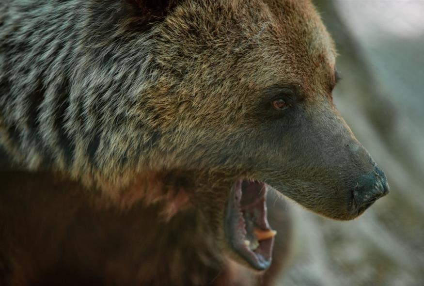 Αρκούδα (ΡΑΦΑΗΛ ΓΕΩΡΓΙΑΔΗΣ/EUROKINISSI)