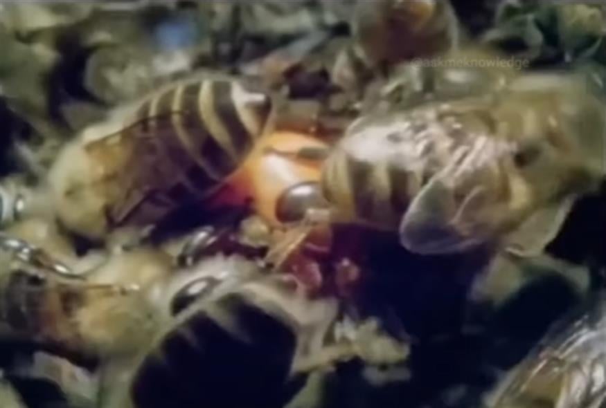 Μέλισσες εξοντώνουν σφήκα που εισέβαλε στην κυψέλη τους/verified fact instagram