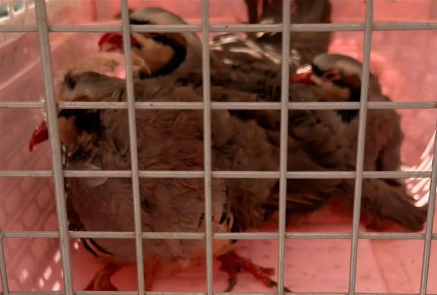 Εικόνα από το σημείο (ΕΛΑΣ)