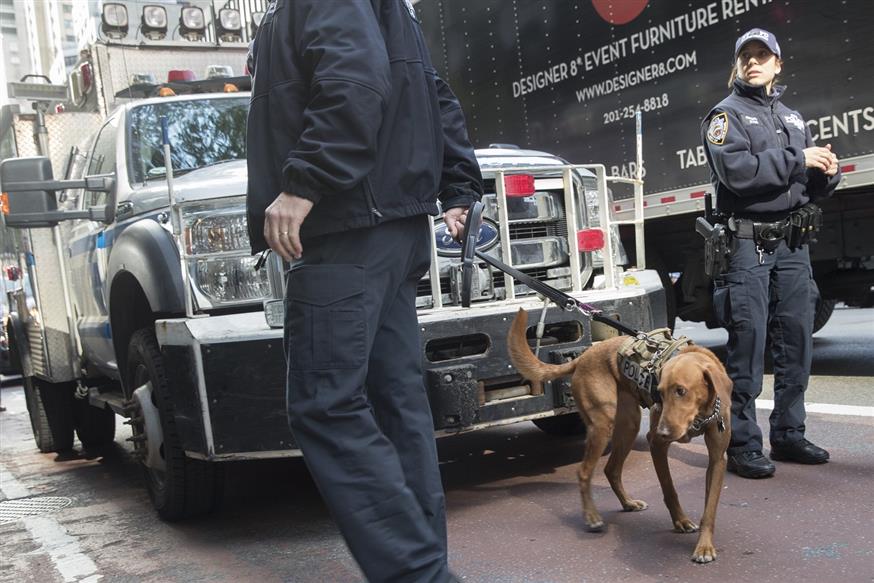 Ειδικός σκύλος εύρεσης εκρηκτικής ύλης στη Νέα Υόρκη κατά την διάρκεια της αστυνομικής επιχείρησης για τα «τρομοδέματα» (AP)