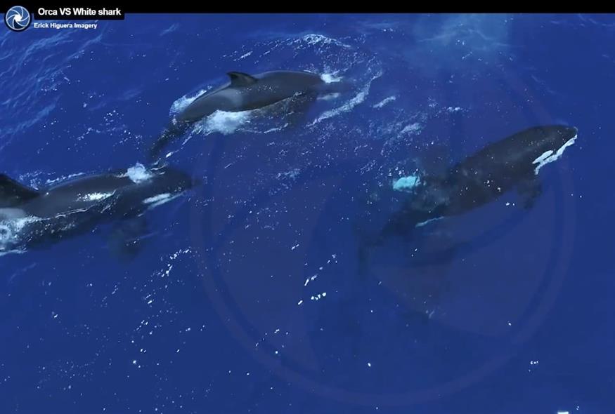 Όρκες επιτίθενται σε λευκούς καρχαρίες (Erick Higuera Imagery)