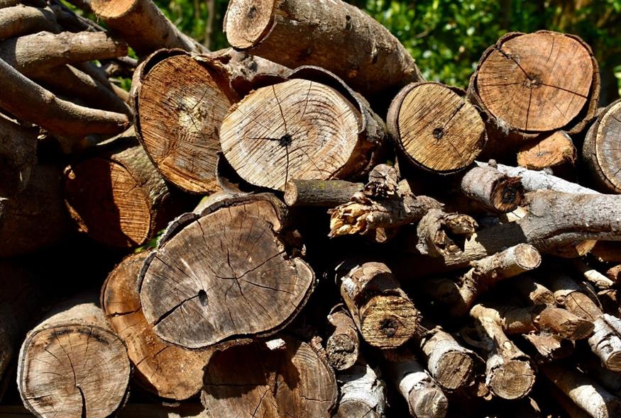 Κοπή δέντρων (UNSPLASH)