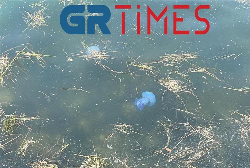 Γαλάζιες μέδουσες - GrTimes