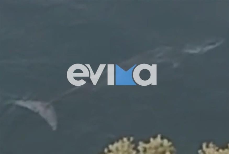 Φάλαινα εμφανίστηκε σε παραλία της Εύβοιας (www.evima.gr)