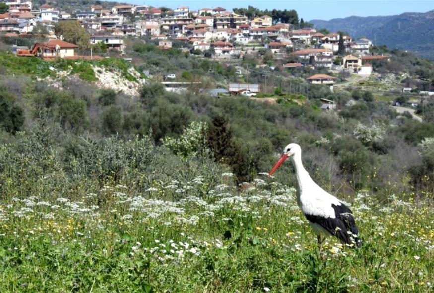 Ο «Λεπενιώτης» λευκοπελαργός (agrinionews.gr/Διονύσης Μαμάσης)