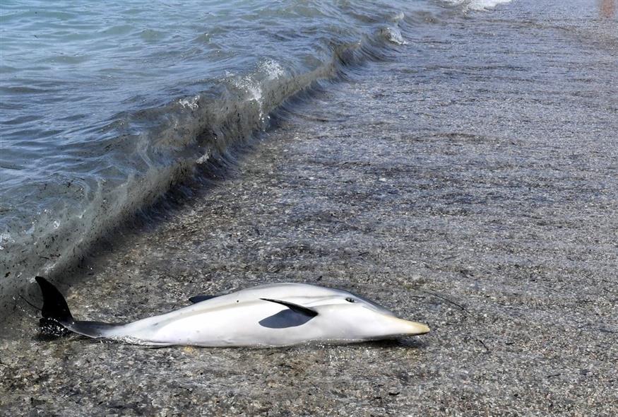 Το μικρό δελφίνι είχε χάσει τον προσανατολισμό του και βγήκε σε παραλίες στην Κόρινθο (Intime Photos)