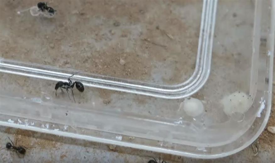 Μυρμήγκια σώζουν άλλα μυρμήγκια από ιστό αράχνης/Science Magazine Youtube Channel