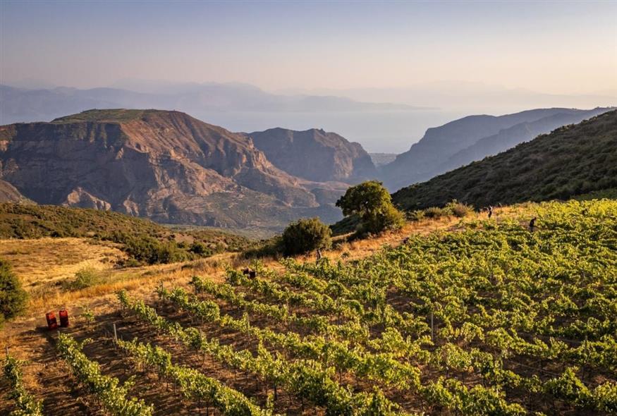 Οι Πλαγιές της Αιγιάλειας, από τα πιο σύνθετα αμπελουργικά τοπία της Ελλάδας Οι Πλαγιές της Αιγιάλειας, από τα πιο σύνθετα αμπελουργικά τοπία της Ελλάδας