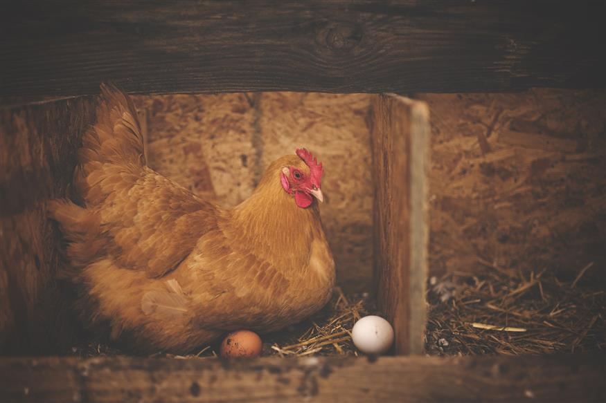 Κότα με αυγά/pixabay.com