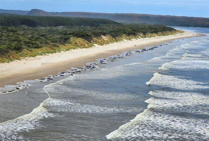 Τασμανία: Περίπου 230 φάλαινες πιλότοι στις δυτικές ακτές της (Departamento de Recursos Naturales y Medio Ambiente de Tasmania via AP)