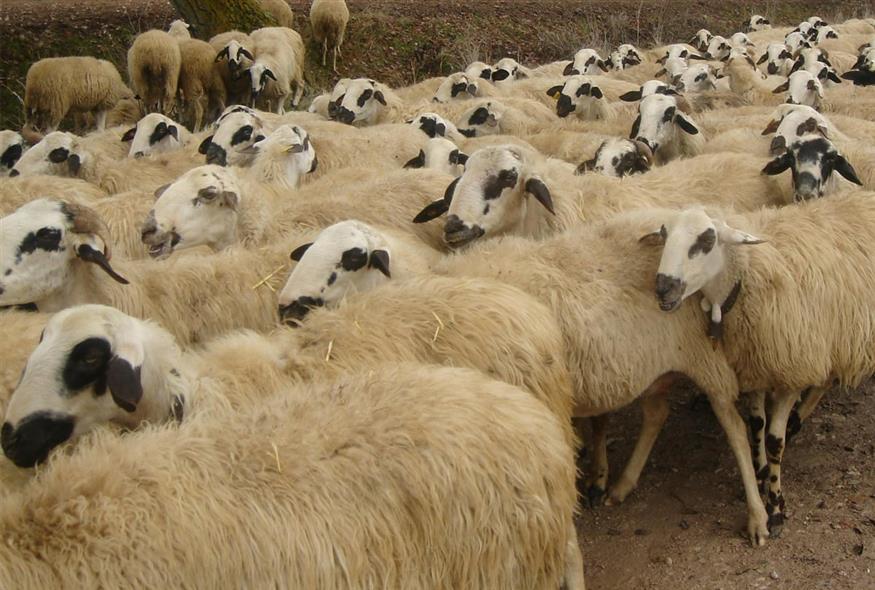 Πρόβατο - Πρόβατα - Πανώλη