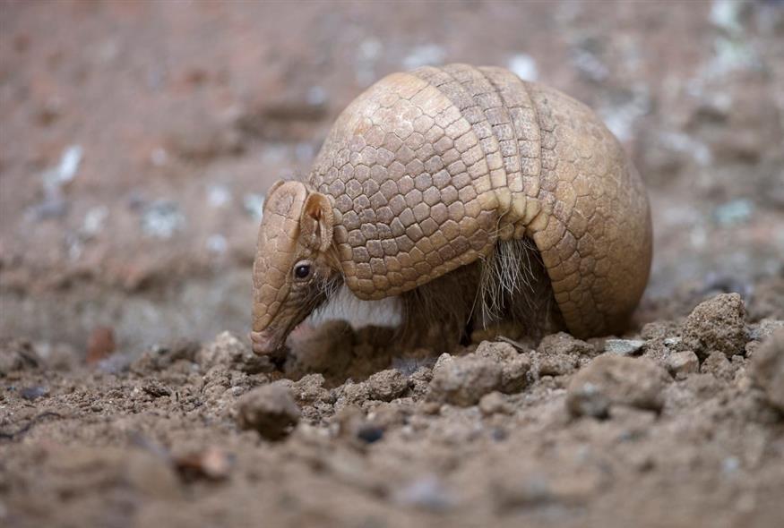 armadillo
