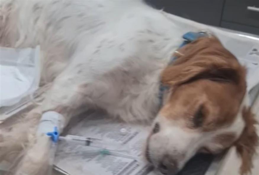 Ο σκυλάκος στην Ηλεία