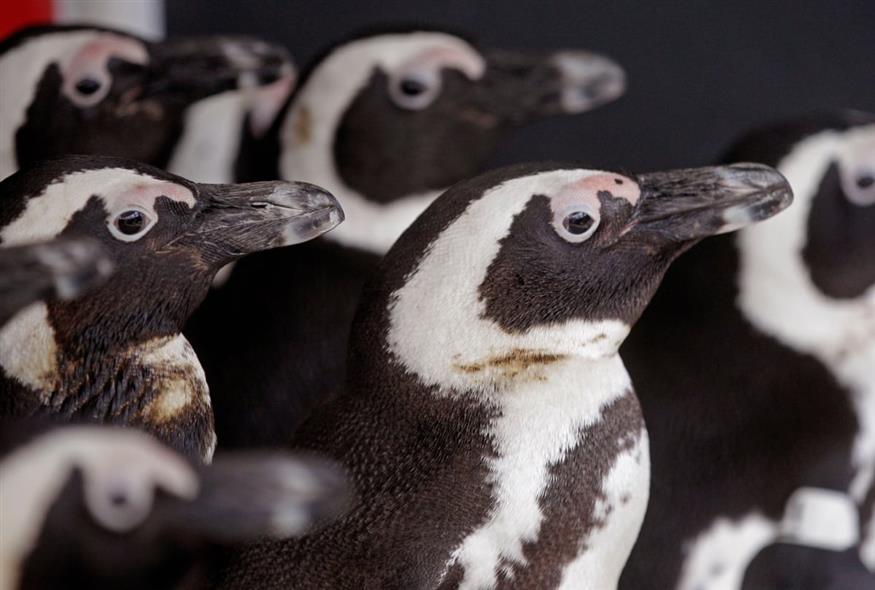 Αφρικανικοί πιγκουίνοι (AP Photo/Schalk van Zuydam) Αφρικανικοί πιγκουίνοι (AP Photo/Schalk van Zuydam)